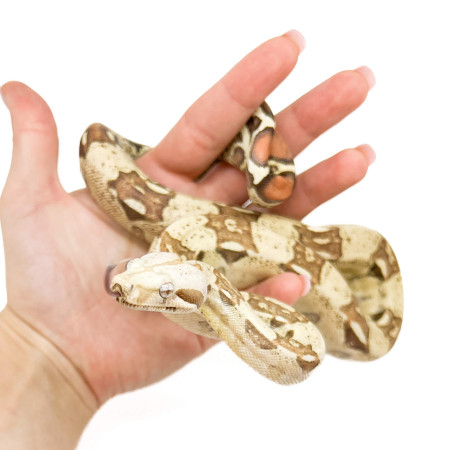 Boa imperator "VPI" - Boa empereur