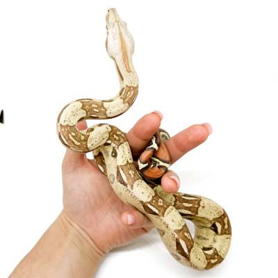 Boa imperator "VPI" - Boa empereur