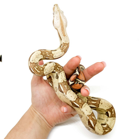 Boa imperator "VPI" - Boa empereur
