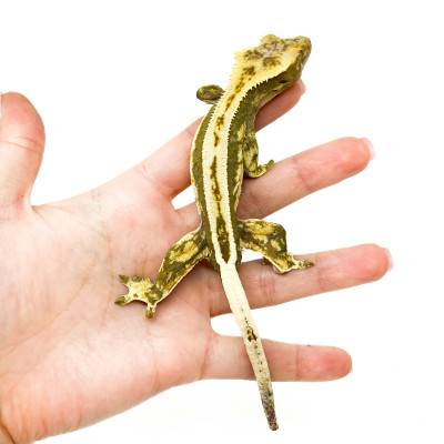 Correlophus ciliatus "Full Pinstripe" SUBADULTE - Gecko à crête