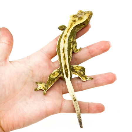 Correlophus ciliatus "Full Pinstripe" SUBADULTE - Gecko à crête