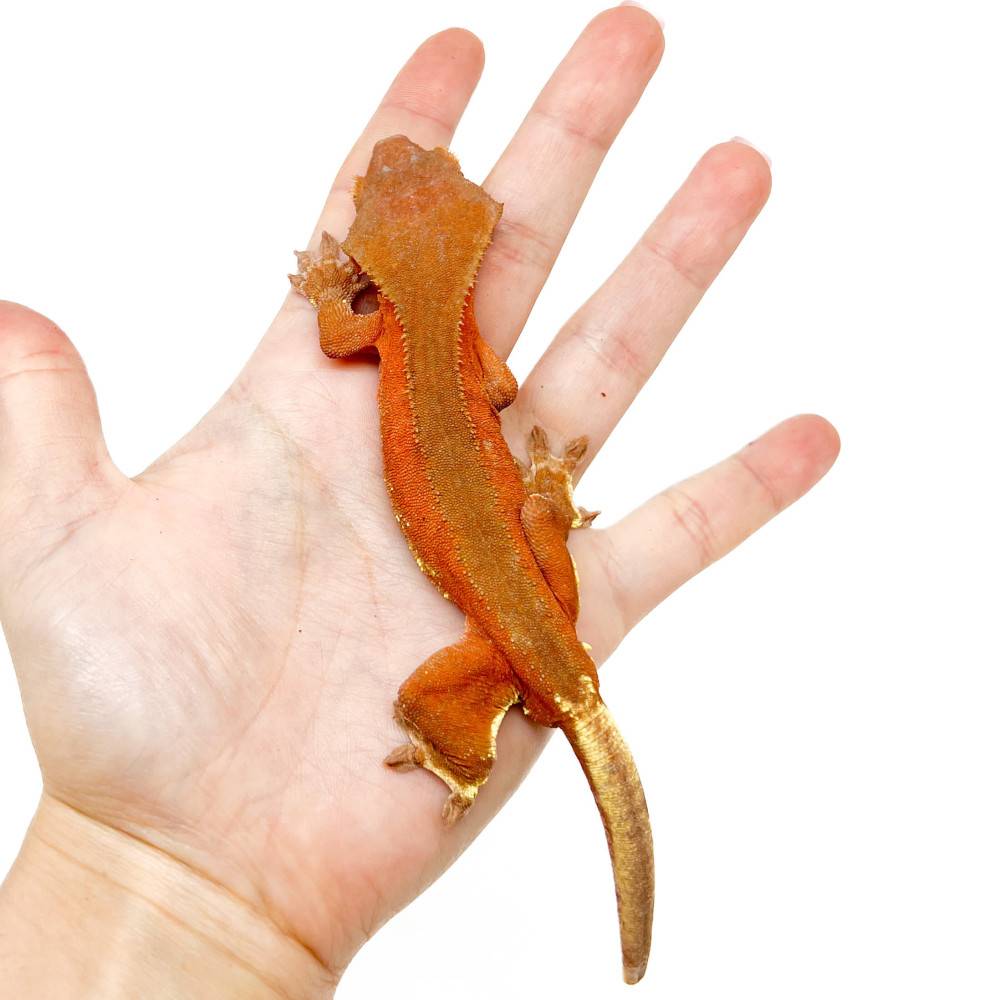 Correlophus ciliatus 