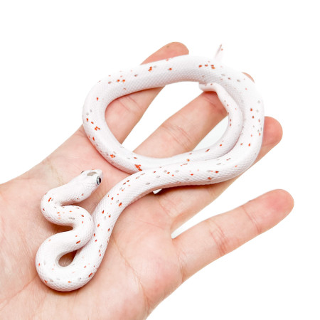 Pantherophis guttatus "Palmetto" - Serpent des blés