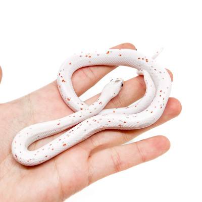 Pantherophis guttatus "Palmetto" - Serpent des blés