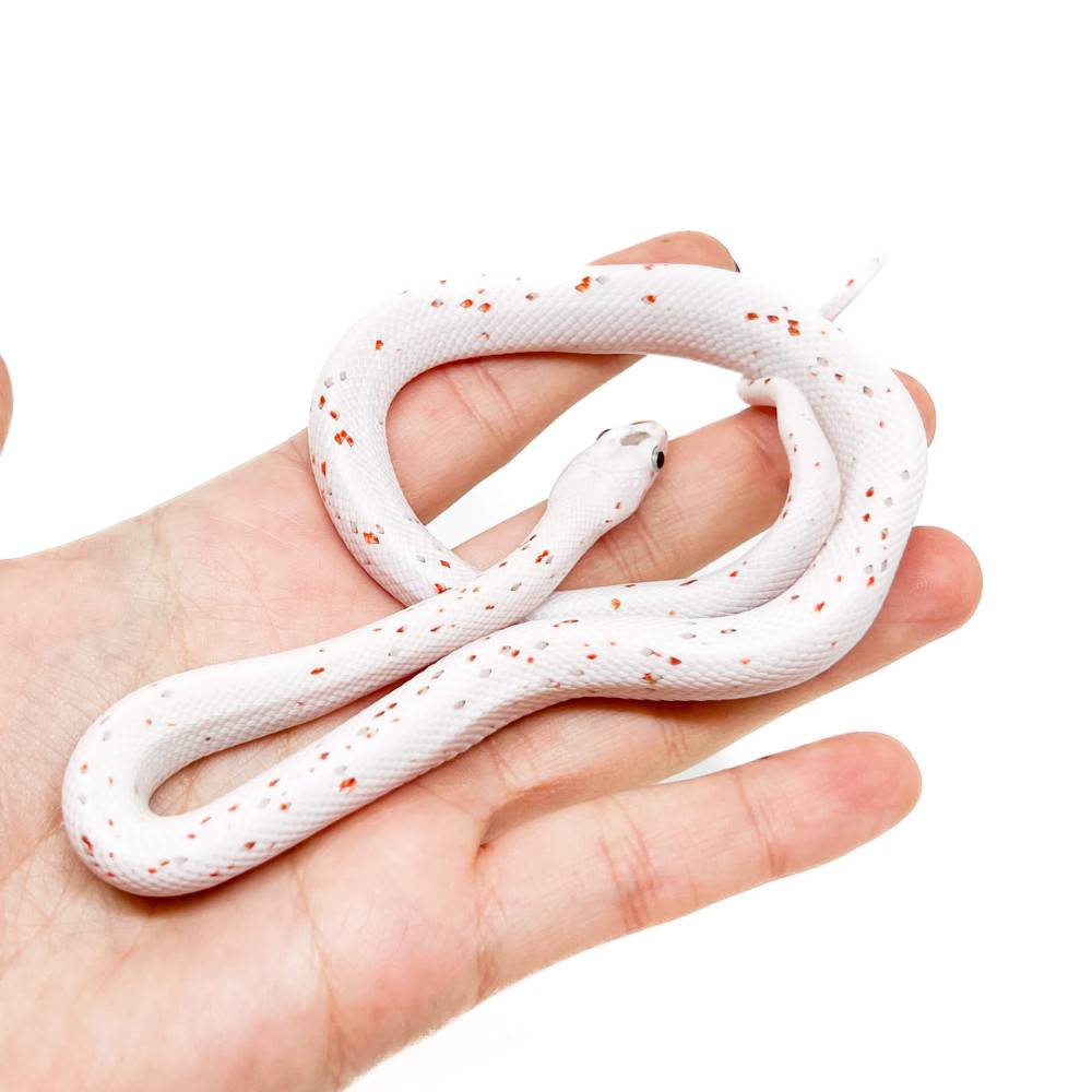 Pantherophis guttatus "Palmetto" - Serpent des blés