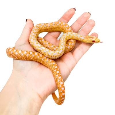 Pituophis catenifer annectens "Albinos" - Serpent taureau