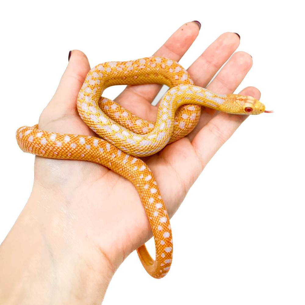 Pituophis catenifer annectens "Albinos" - Serpent taureau Pituophis catenifer annectens "Albinos" - Serpent taureau