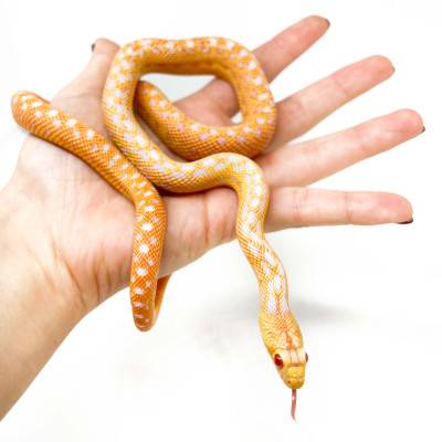 Pituophis catenifer annectens "Albinos" - Serpent taureau