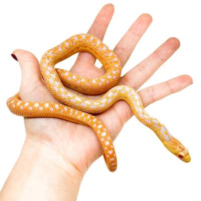 Pituophis catenifer annectens "Albinos" - Serpent taureau