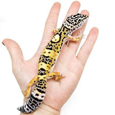 Eublepharis macularius "High yellow Circle back" - Gecko léopard