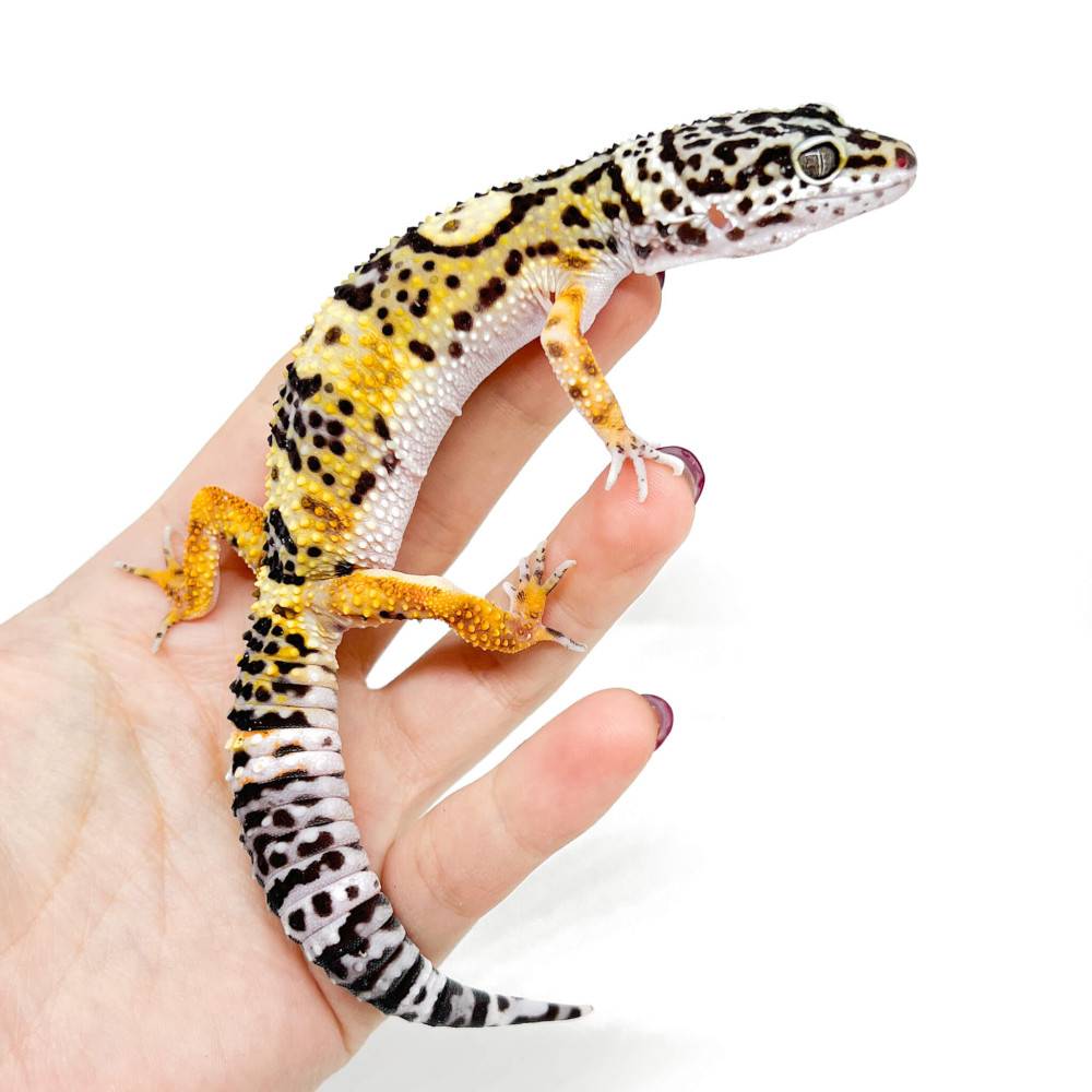 Eublepharis macularius "High yellow Circle back" - Gecko léopard