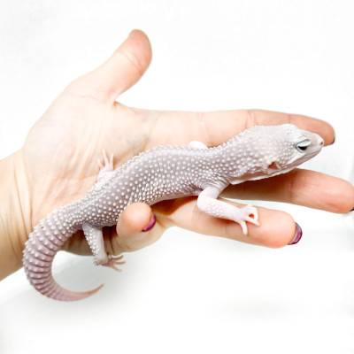 Eublepharis macularius "Blizzard Eclipse" - Gecko léopard