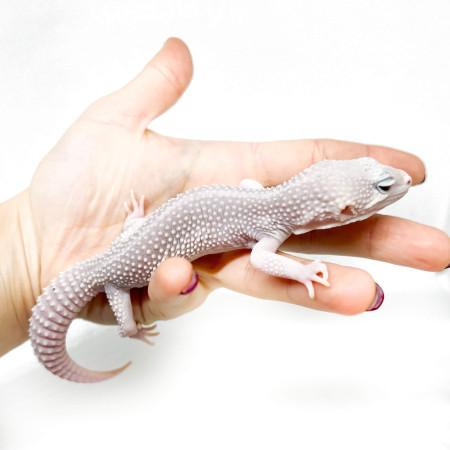 Eublepharis macularius "Blizzard Eclipse" - Gecko léopard