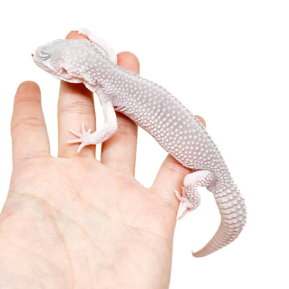 Eublepharis macularius "Blizzard Eclipse" - Gecko léopard
