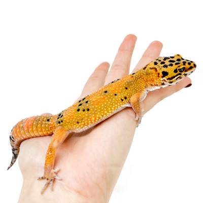 Eublepharis macularius "Hypo tangerine Carrot Tail" - Gecko léopard