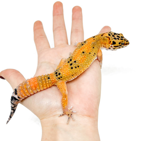 Eublepharis macularius "Hypo tangerine Carrot Tail" - Gecko léopard