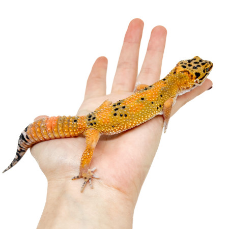 Eublepharis macularius "Hypo tangerine Carrot Tail" - Gecko léopard