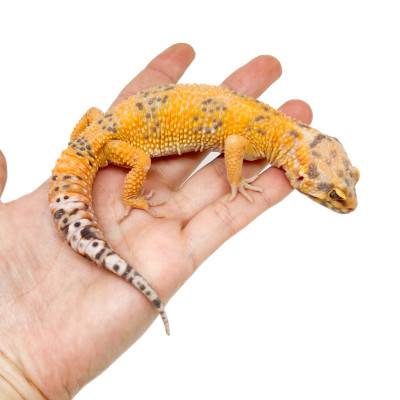 Eublepharis macularius "Jungle Tremper" - Gecko léopard