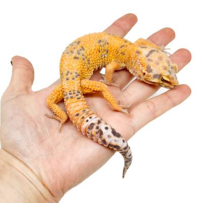 Eublepharis macularius "Jungle Tremper" - Gecko léopard