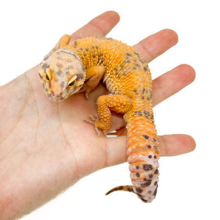 Eublepharis macularius "Jungle Tremper" - Gecko léopard