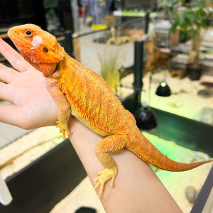 Pogona vitticeps "Extrem...