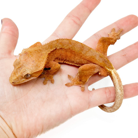 Correlophus ciliatus "Red" - Gecko à crête