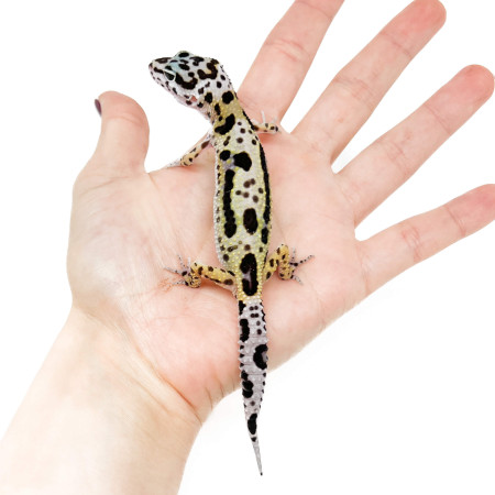 Eublepharis macularius "Snow Jungle" - Gecko léopard