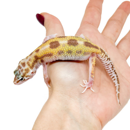 Eublepharis macularius "Tremper broken reverse Stripe" - Gecko léopard