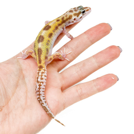 Eublepharis macularius "Tremper broken reverse Stripe" - Gecko léopard