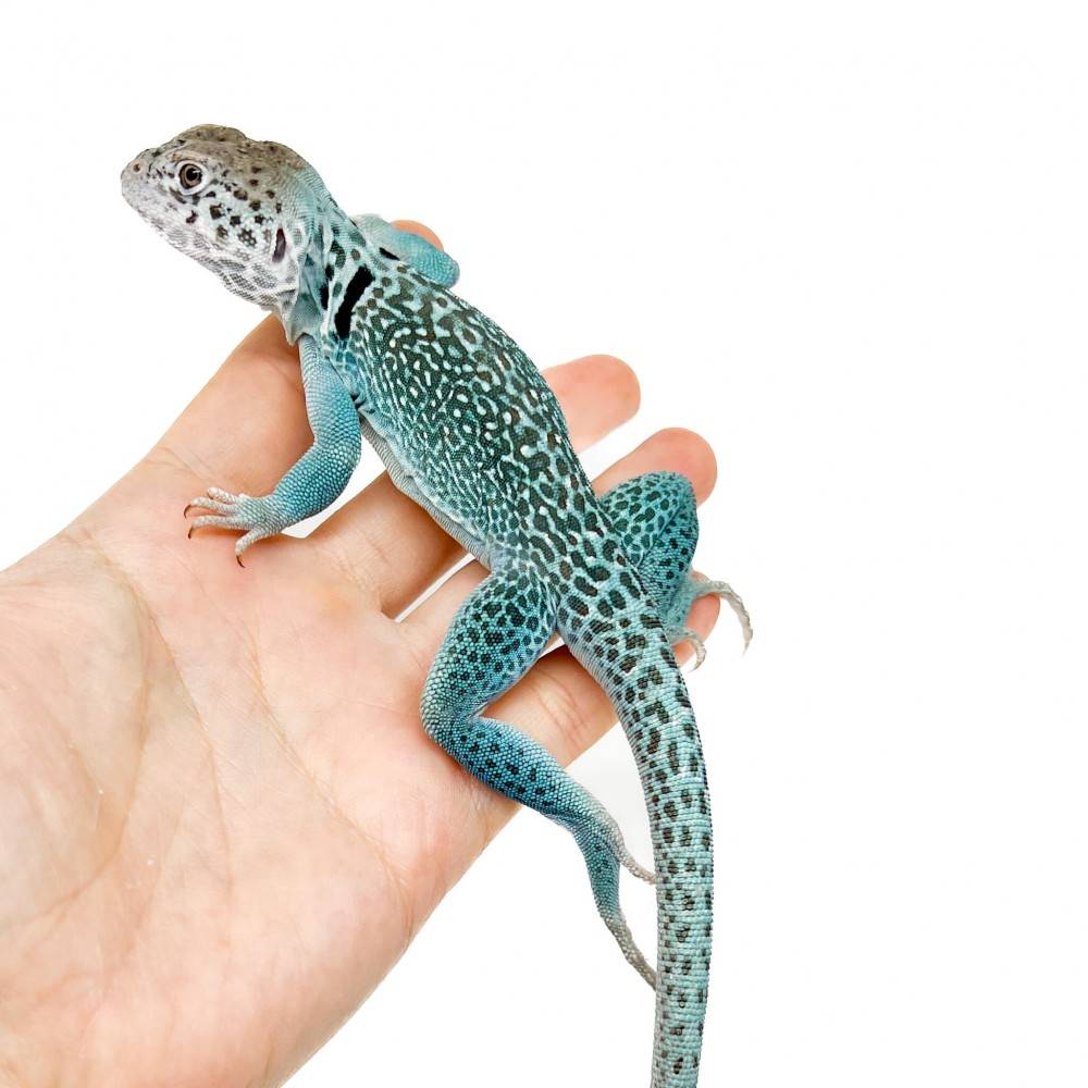 Crotaphytus collaris collaris "Blue Panther" (LE COUPLE) - Lézard à collier