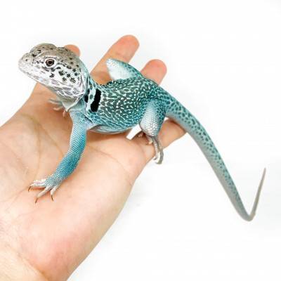 Crotaphytus collaris collaris "Blue Panther" (LE COUPLE) - Lézard à collier