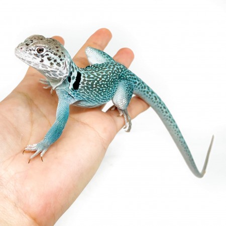 Crotaphytus collaris collaris "Blue Panther" (LE COUPLE) - Lézard à collier