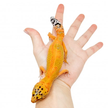 Eublepharis macularius "Super hypo tangerine Carrot Tail" - Gecko léopard