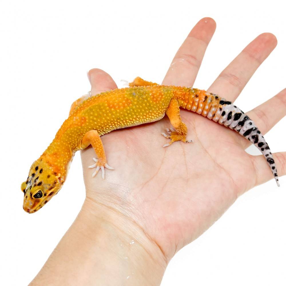 Eublepharis macularius "Super hypo tangerine Carrot Tail" - Gecko léopard