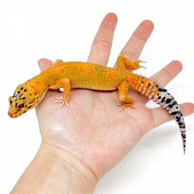 Eublepharis macularius "Super hypo tangerine Carrot Tail" - Gecko léopard