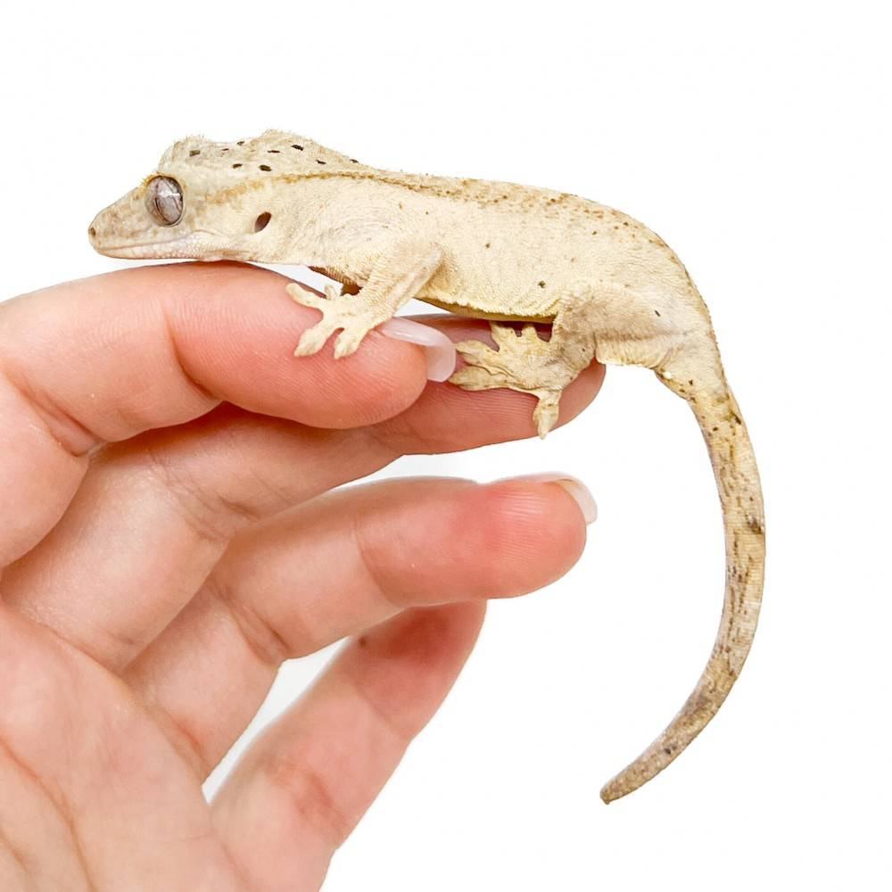 Gecko à crête - Correlophus ciliatus