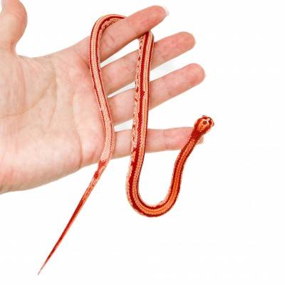 Pantherophis guttatus "Tessera Reverse albinos" - Serpent des blés