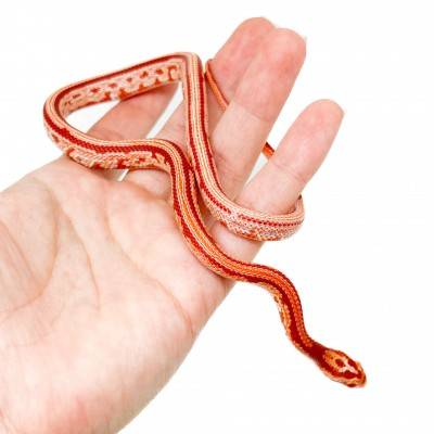 Pantherophis guttatus "Tessera Reverse albinos" - Serpent des blés