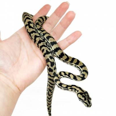 Morelia spilota ssp - Python tapis