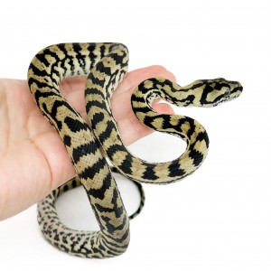 Morelia spilota ssp -...