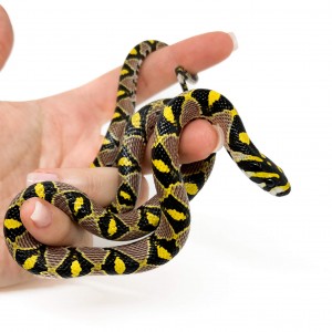 Euprepiophis mandarinus -...