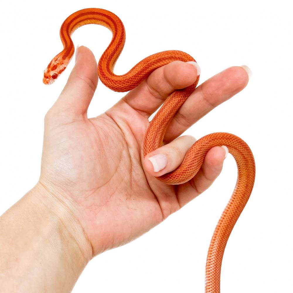 Pantherophis guttatus "Amelanistic striped" - Serpent des blés