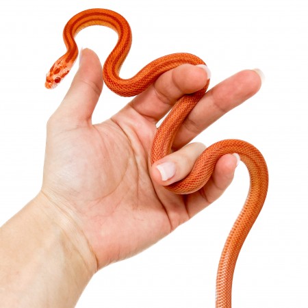 Pantherophis guttatus "Amelanistic striped" - Serpent des blés