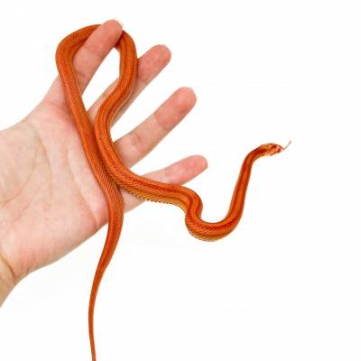 Pantherophis guttatus "Amelanistic striped" - Serpent des blés