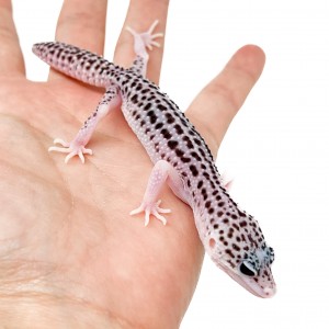 Eublepharis macularius...