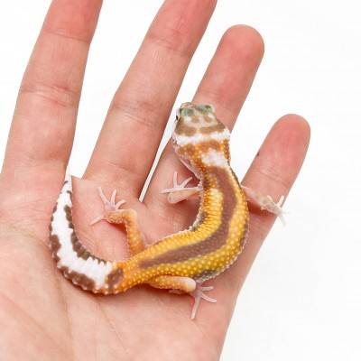 Eublepharis macularius "Tremper Reverse Stripe" - Gecko léopard