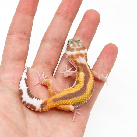 Eublepharis macularius "Tremper Reverse Stripe" - Gecko léopard