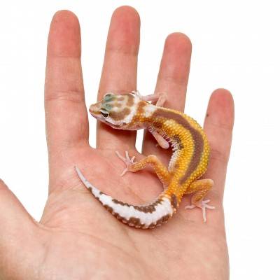 Eublepharis macularius "Tremper Reverse Stripe" - Gecko léopard