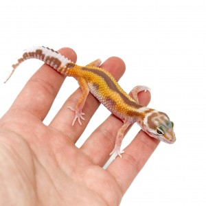 Eublepharis macularius...
