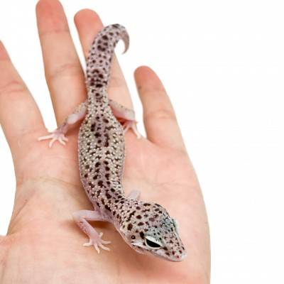Eublepharis macularius "Snow Eclipse" - Gecko léopard